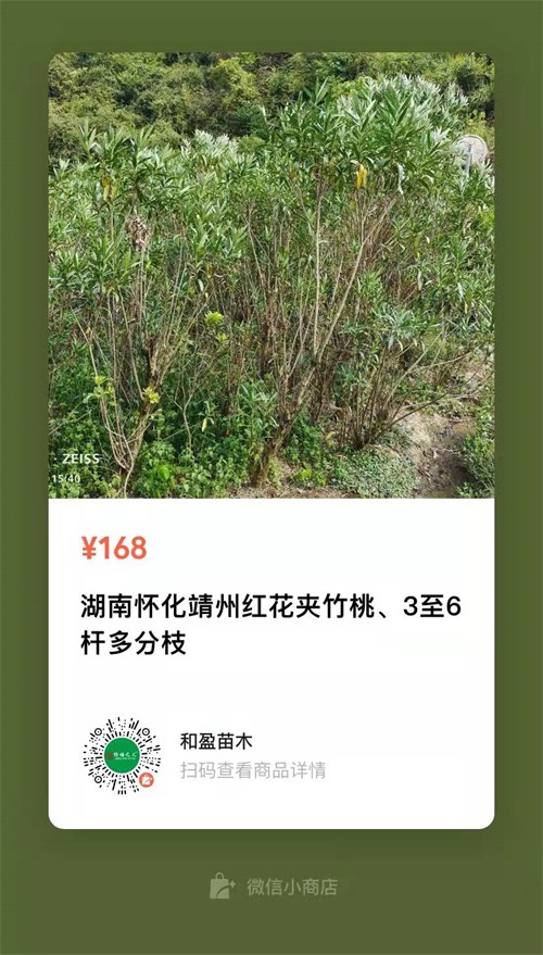 多枝6公分夾竹桃，高4米
