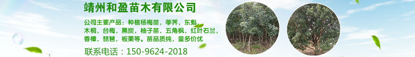 靖州和盈苗木有限公司  3456789公分楊梅樹、嫁接楊梅苗；板栗樹、柚子樹、枇杷樹、金秋梨樹苗、黑老虎、臍橙、柑橘樹苗、桃樹、五角楓、紅楓、大櫻桃樹