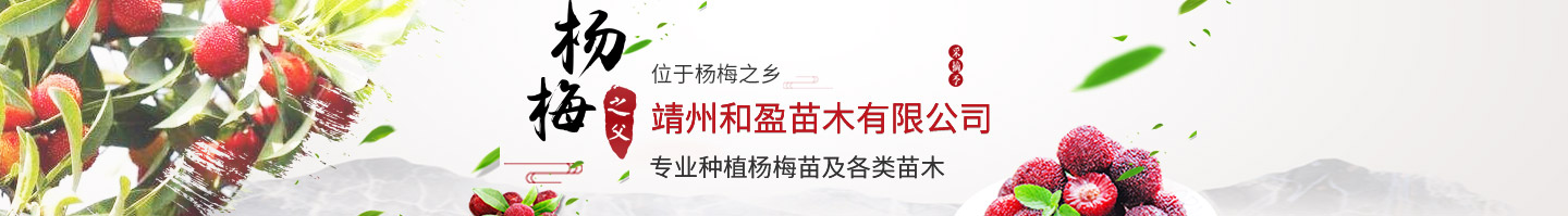 靖州和盈苗木有限公司-靖州縣斷根及移栽楊梅樹苗、桂花樹、柚子樹（黃金貢柚、紅心柚、沙田柚）、黃桃樹、大五星枇杷樹、美國紅楓、紅葉石楠、