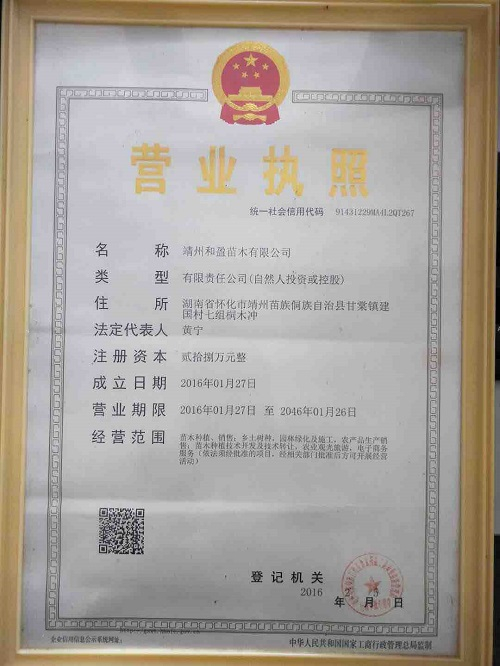 靖州和盈苗木有限公司-靖州縣斷根及移栽楊梅樹(shù)苗、桂花樹(shù)、柚子樹(shù)（黃金貢柚、紅心柚、沙田柚）、黃桃樹(shù)、大五星枇杷樹(shù)、美國(guó)紅楓、紅葉石楠