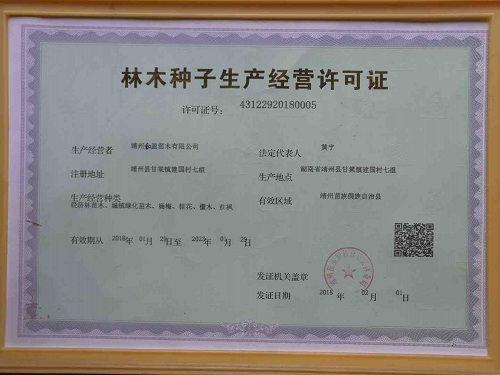 靖州和盈苗木有限公司-靖州縣斷根及移栽楊梅樹(shù)苗、桂花樹(shù)、柚子樹(shù)（黃金貢柚、紅心柚、沙田柚）、黃桃樹(shù)、大五星枇杷樹(shù)、美國(guó)紅楓、紅葉石楠