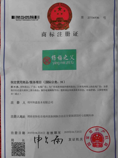靖州和盈苗木有限公司-靖州縣斷根及移栽楊梅樹(shù)苗、桂花樹(shù)、柚子樹(shù)（黃金貢柚、紅心柚、沙田柚）、黃桃樹(shù)、大五星枇杷樹(shù)、美國(guó)紅楓、紅葉石楠