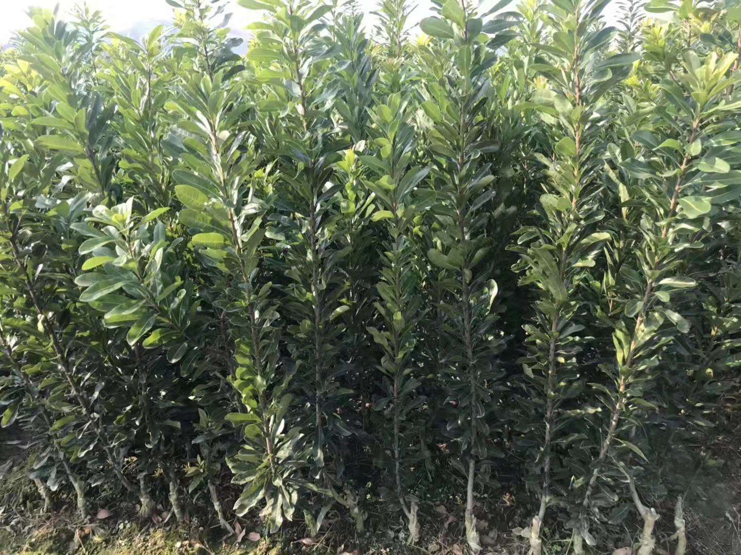 靖州和盈苗木有限公司-靖州縣斷根及移栽楊梅樹苗、桂花樹、柚子樹（黃金貢柚、紅心柚、沙田柚）、黃桃樹、大五星枇杷樹、美國紅楓、紅葉石楠