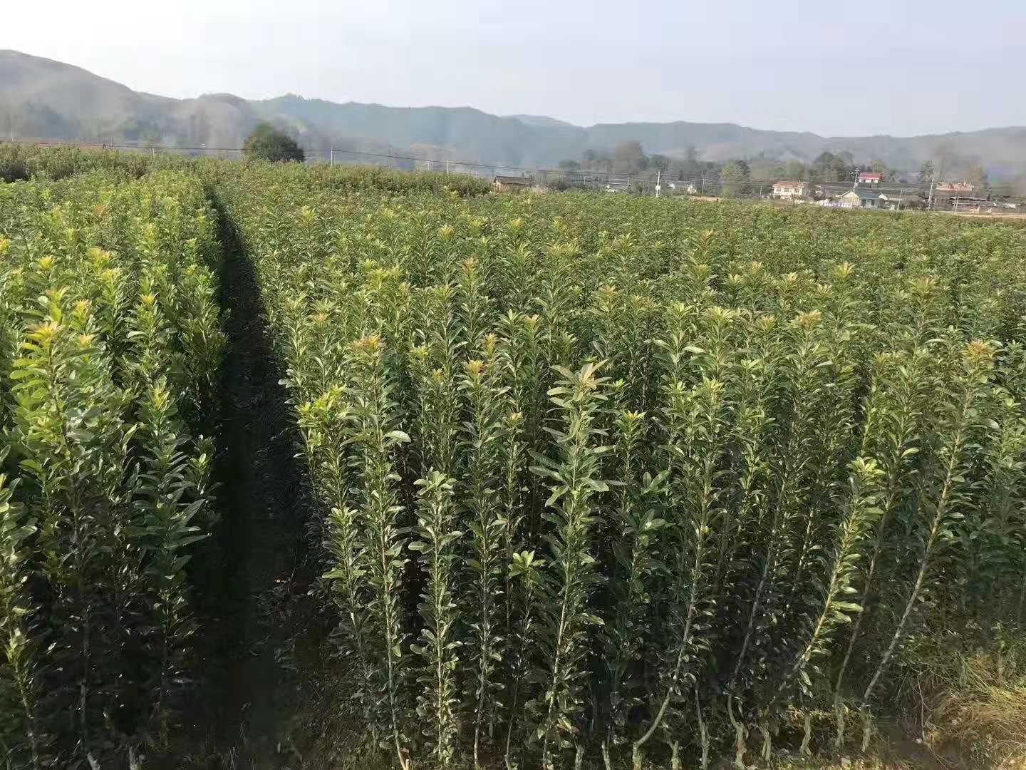 靖州和盈苗木有限公司-靖州縣斷根及移栽楊梅樹苗、桂花樹、柚子樹（黃金貢柚、紅心柚、沙田柚）、黃桃樹、大五星枇杷樹、美國紅楓、紅葉石楠