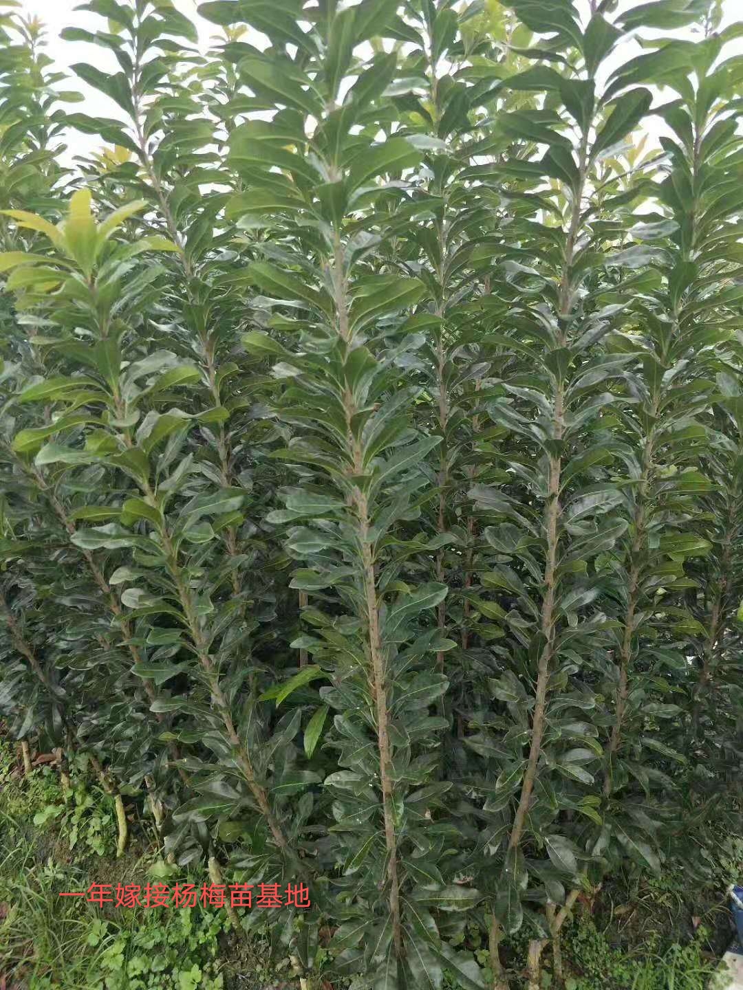 靖州和盈苗木有限公司-靖州縣斷根及移栽楊梅樹苗、桂花樹、柚子樹（黃金貢柚、紅心柚、沙田柚）、黃桃樹、大五星枇杷樹、美國紅楓、紅葉石楠