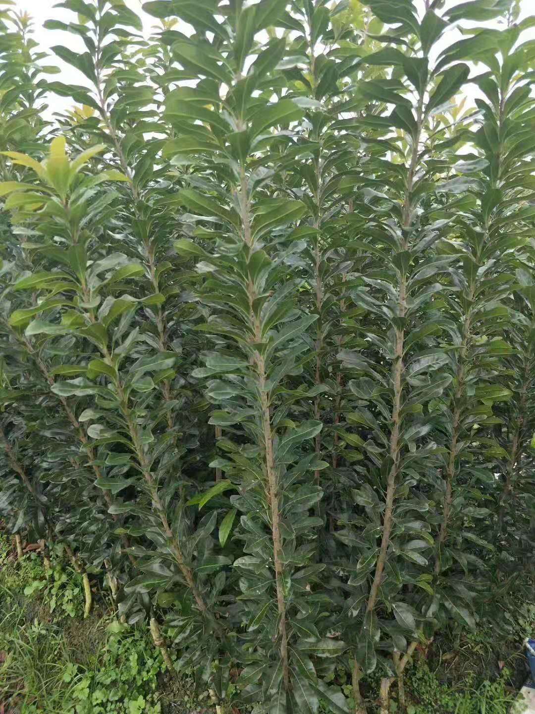 靖州和盈苗木有限公司-靖州縣斷根及移栽楊梅樹苗、桂花樹、柚子樹（黃金貢柚、紅心柚、沙田柚）、黃桃樹、大五星枇杷樹、美國紅楓、紅葉石楠