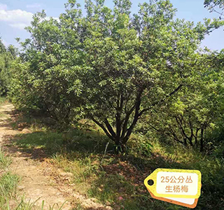 湖南森福木業(yè)有限公司,木結構別墅建造及制作,木涼亭建造及制作,木棧道建造及制作