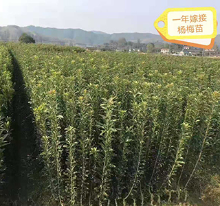 湖南森福木業(yè)有限公司,木結構別墅建造及制作,木涼亭建造及制作,木棧道建造及制作