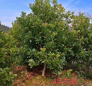 湖南森福木業(yè)有限公司,木結構別墅建造及制作,木涼亭建造及制作,木棧道建造及制作