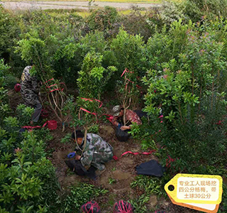 湖南森福木業(yè)有限公司,木結構別墅建造及制作,木涼亭建造及制作,木棧道建造及制作