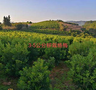 湖南森福木業(yè)有限公司,木結構別墅建造及制作,木涼亭建造及制作,木棧道建造及制作