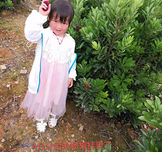 湖南森福木業(yè)有限公司,木結構別墅建造及制作,木涼亭建造及制作,木棧道建造及制作