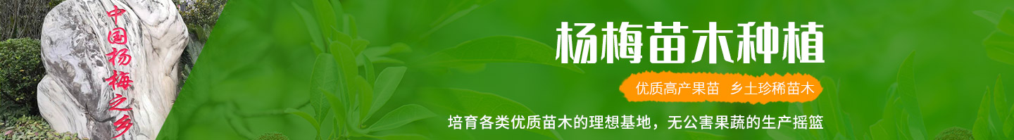 靖州和盈苗木有限公司-靖州縣斷根及移栽楊梅樹苗、桂花樹、柚子樹（黃金貢柚、紅心柚、沙田柚）、黃桃樹、大五星枇杷樹、美國紅楓、紅葉石楠、