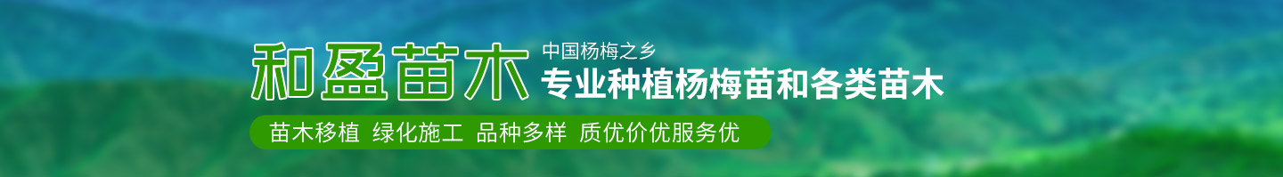 靖州和盈苗木有限公司-靖州縣斷根及移栽楊梅樹苗、桂花樹、柚子樹（黃金貢柚、紅心柚、沙田柚）、黃桃樹、大五星枇杷樹、美國紅楓、紅葉石楠、